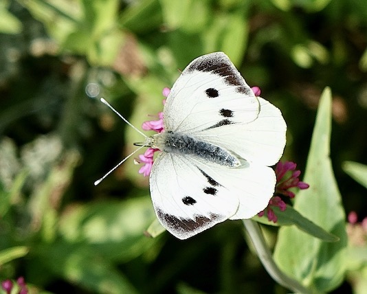 large white